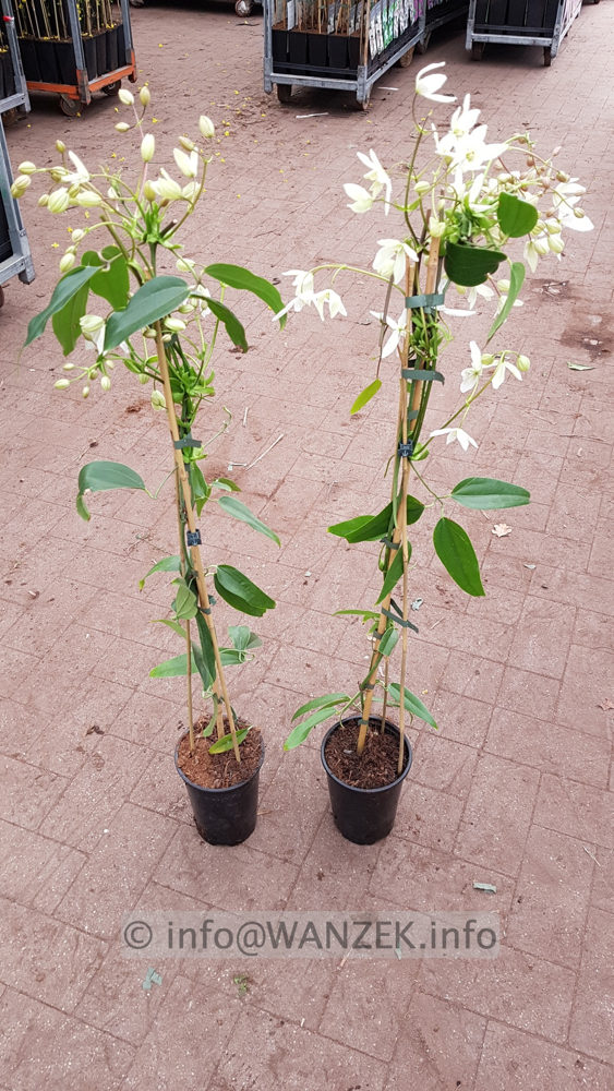 Clematis armandii.jpg